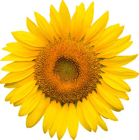 Sun Png Hd - Sun PNG Transparent Sun.PNG Images. | PlusPNG : It is the only natural source of ...