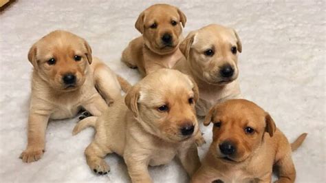 4 week old Labrador puppies weaning for the first time - Cute Puppies ...