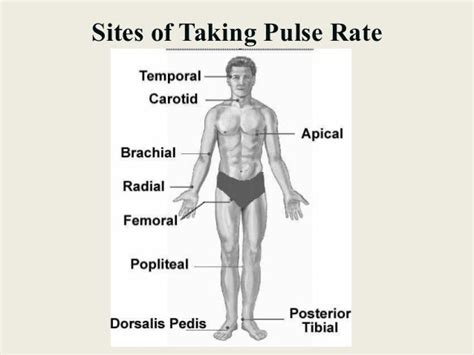 Vital Signs Diagram | Quizlet