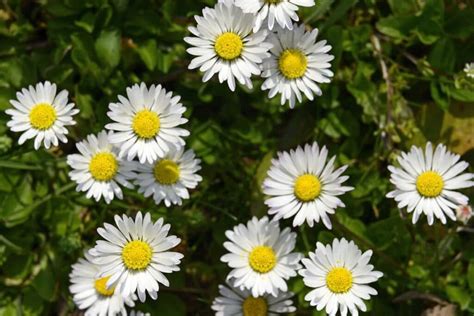 Daisy Flower Meaning and Symbolism | Florgeous