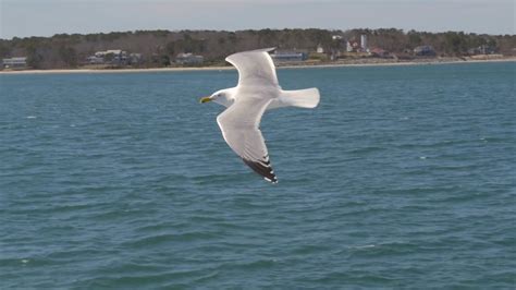 Gull Flying