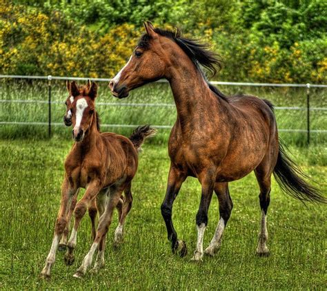 Gallop | Horses, Beautiful horses, Unusual horse