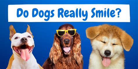 Do Dogs Really Smile? Here is what you should know