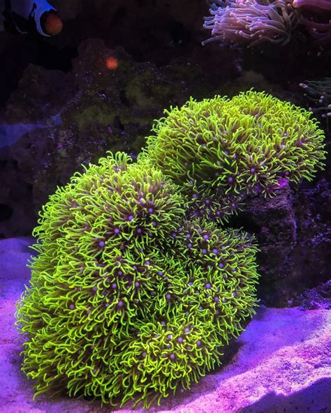 Green Star Polyps are a great starting coral for beginners. They grow fast and are hardy. Frags ...