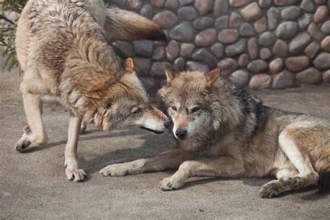 Two Playing Gray Wolves( Canis Lupus) Stock Photo - Image of outside ...