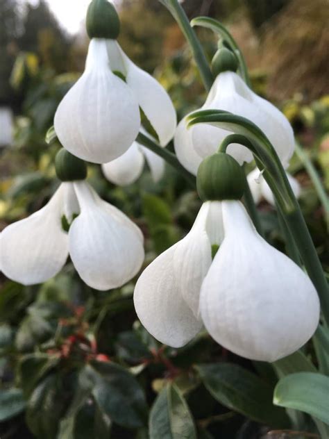 6 Varieties of Snowdrops You Should Get To Know | Mr Plant Geek