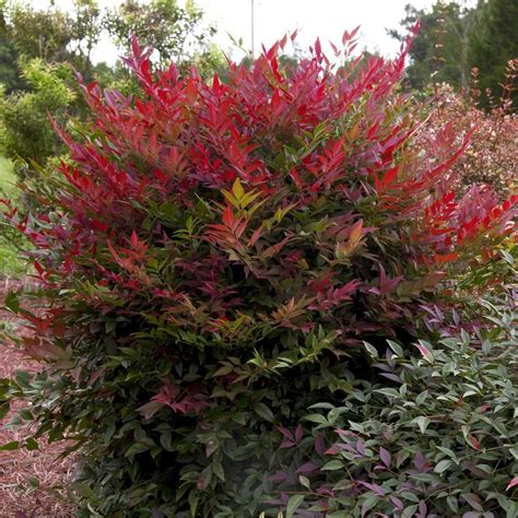 Southern Living Plant Collection 2.5 Qt. Obsession Nandina | Southern living plants, Southern ...