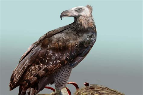 Extinct New Zealand bird hunted like an eagle and ate like a vulture - Trendradars Latest