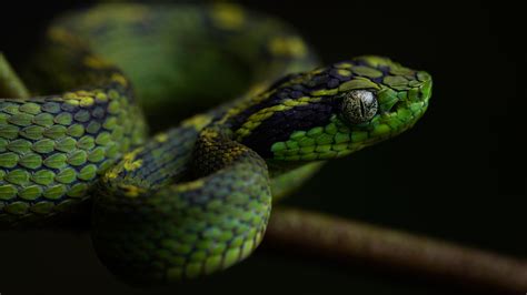 Download Reptile Animal Snake 4k Ultra HD Wallpaper