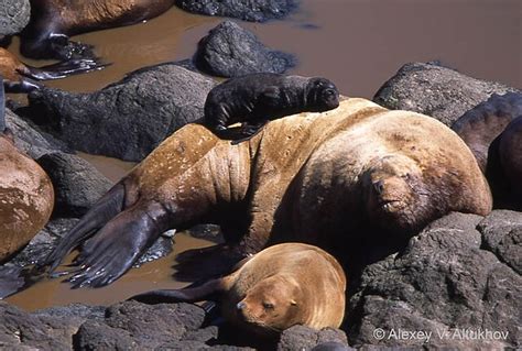 Steller sea lion - Wikipedia