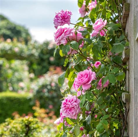 11 Best Climbing Roses For Shade - SONG OF ROSES