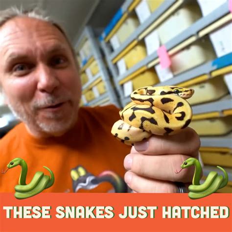 Guess What These Clutch Of Snake Eggs Hatched Into | snake | Guess What ...