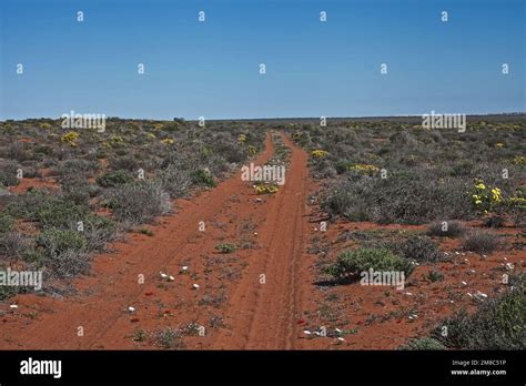 Carriageway snaking through the Namaqualand spring flowers, Namaqua National Park. South Africa ...