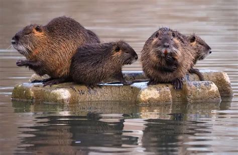 Nutria - Description, Habitat, Image, Diet, and Interesting Facts