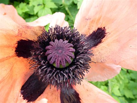 Free Stock Photo 12918 Center of Poppy with Faded Wilting Petals | freeimageslive