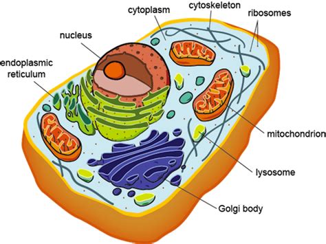 Cells | Mind Map