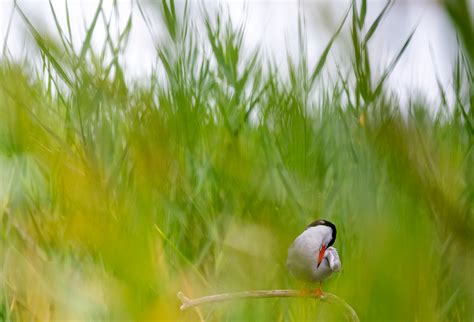 Manmade Common Tern breeding platform on Behance