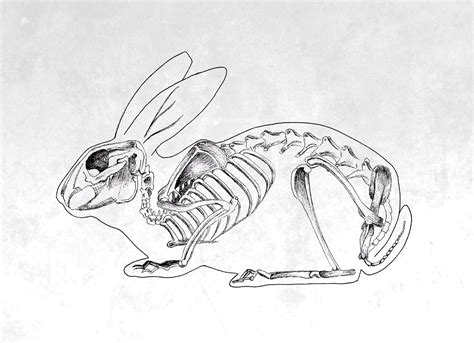 Rabbit skeleton on Behance