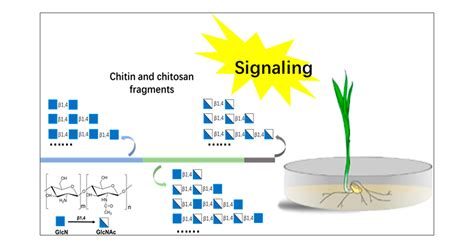 💐 Chitin definition. What Is Chitin? Definition and Uses. 2022-10-21