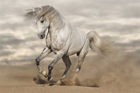 Photos De Cheval Fond D'écran / Fonds D Ecran Animaux Fonds D Ecran Chevaux Cheval De Camargue ...