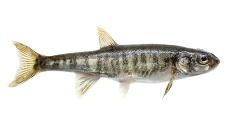 What do minnows eat? Top 6 Foods for Minnows