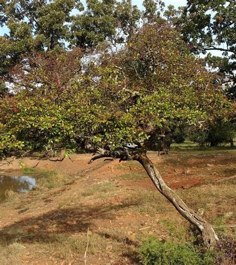 Sparkleberry Tree (Vaccinium arboreum) - Arkansas Department of Agriculture