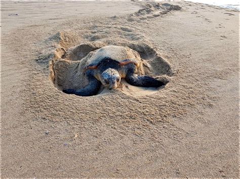 Loggerhead turtles sighted nesting on North Coast beaches | North Coast Courier