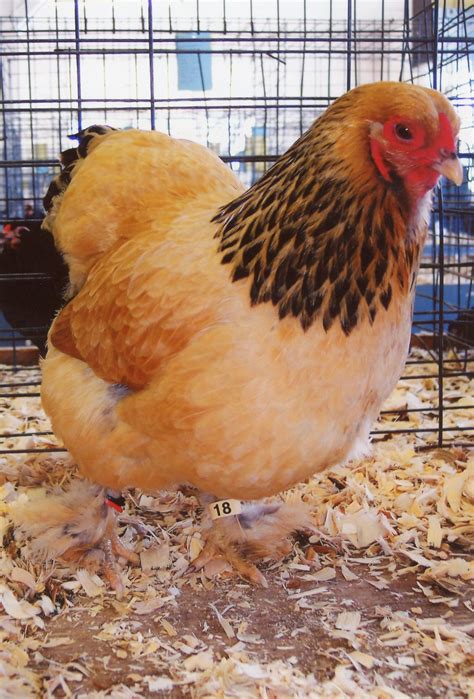 Buff Brahma Bantam Chickens for Sale | Cackle Hatchery