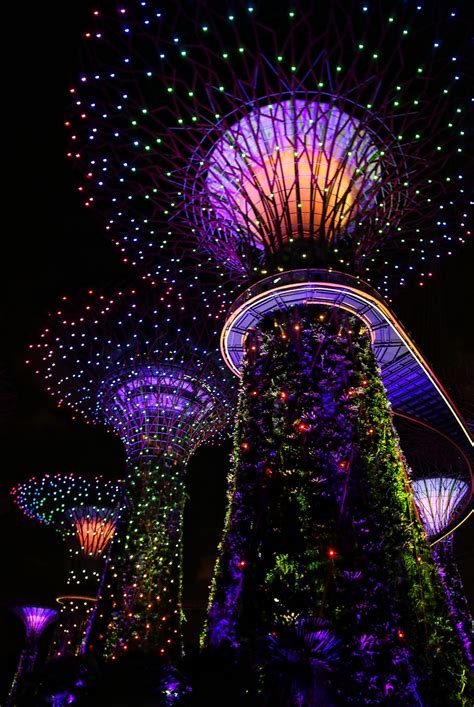 Free Images : tree, structure, plant, night, flower, purple, ferris wheel, amusement park, asia ...