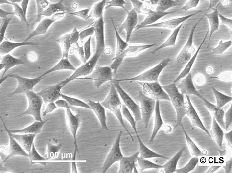 3T3-L1 cell pellet - 5 million cells | cell pellet - 5 million cells | 400103CP5