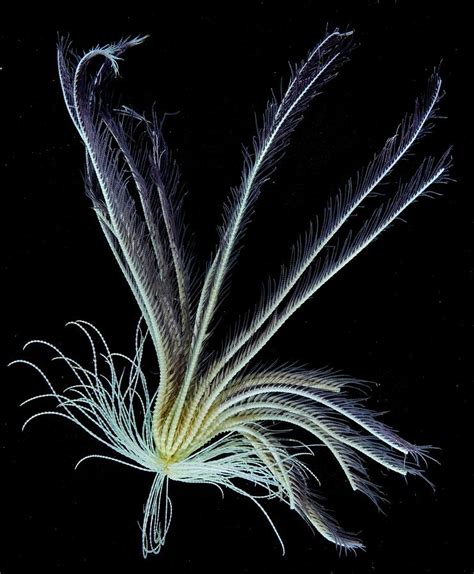 Featherstar Photograph by British Antarctic Survey/science Photo ...