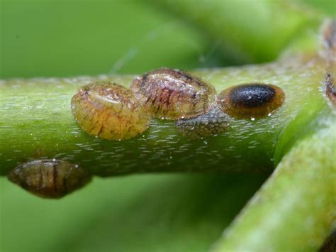 How To Identify And Control Scale Insects