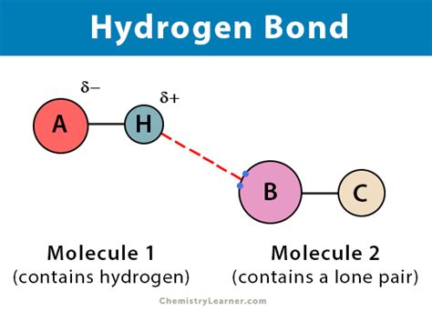 Hydrogen Bond Diagram