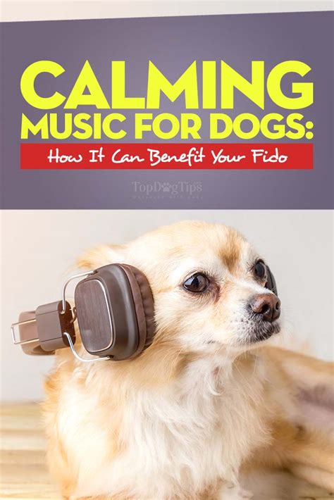 Calming Music for Dogs: How Can It Benefit Your Dog