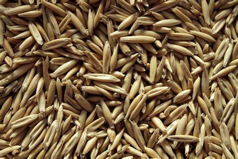 Oats Seed Germination, Period, Temperature, Process | Agri Farming