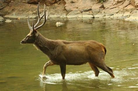 Sambar Deer - Wildlife Facts