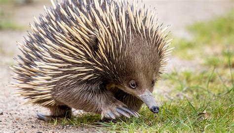 Pointed Facts About Echidnas – Potatoes and the Promise of More Potatoes