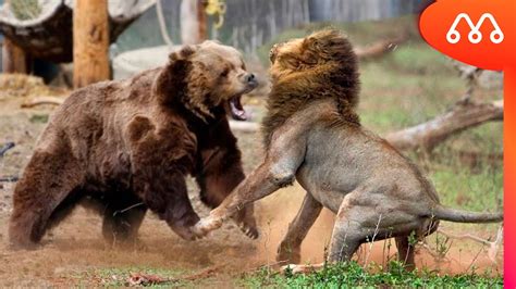 LEÃO vs URSO: QUEM VENCE ESSA BATALHA? Lion x Bear Fight - YouTube