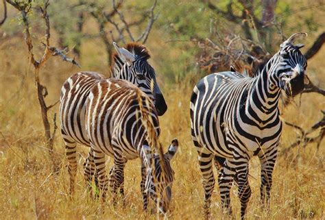 Zebra Safari Tansania - Kostenloses Foto auf Pixabay - Pixabay