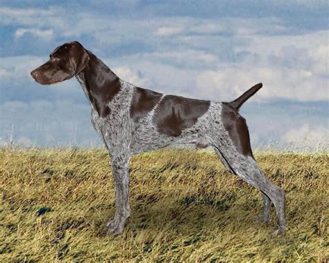 German Shorthaired Pointer Breed Standard Explained - Showsight