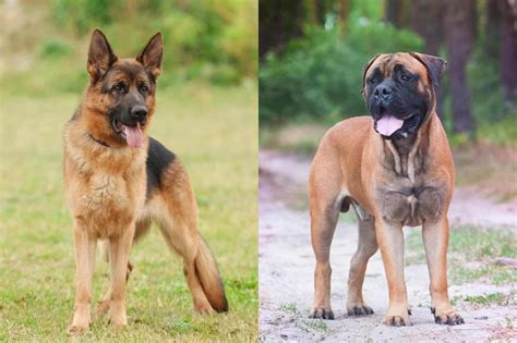 Mastiff Shepherd (German Shepherd & Mastiff Mix) Info, Pictures, Facts, FAQs & More