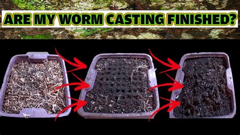 When are your WORM CASTINGS ready for HARVEST? - YouTube in 2023 | Worm ...