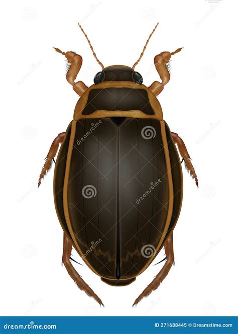 Dytiscus Latissimus. Predaceous Diving Beetles Stock Illustration - Illustration of biology ...