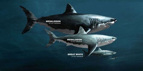 Il Megalodon raggiungeva i 16m de aveva una testa che superava i 4 metri