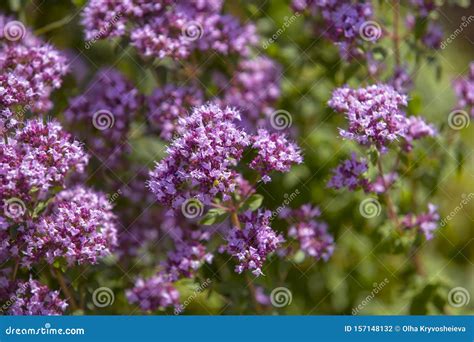 Origanum Oregano Vulgare in Garden. Flowers of Origanum Vulgare ...