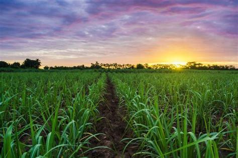 'Sugarcane Field at Sunset.' Photographic Print - amornchaijj ...