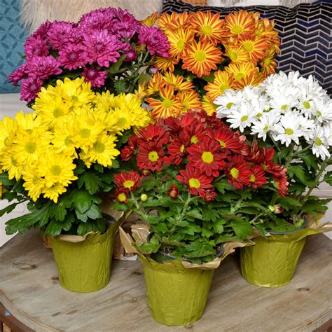 Good Taste - Fun Floral Mums for Fall Mums reign as the flower...