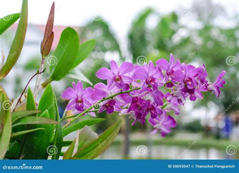 Orchid flower in thailand stock image. Image of elegance - 50693047