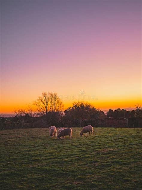 Sheep Grazing at Sunset stock image. Image of agriculture - 29297543