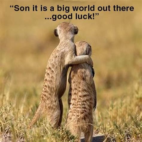 I love this meerkat meme on parenting! | Baby animals, Animals, National geographic animals